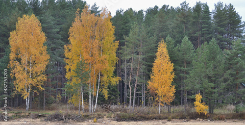Shallow forest river, reflection, autumn landscape.