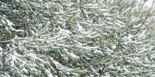 Winter. Beautiful green spruce. Branches ate in the snow. 