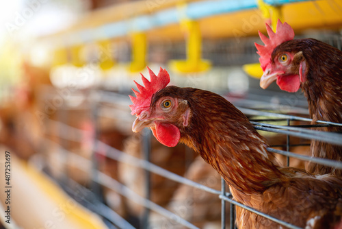 Hens in factory, Chicken in cages