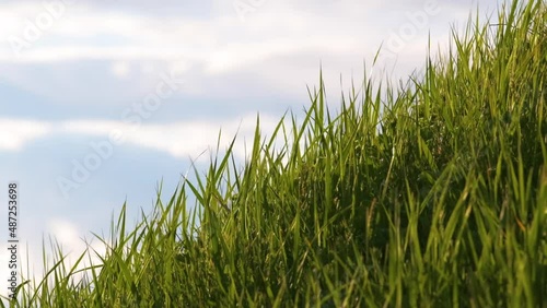 Closeup of green grass with long blades swaying under strong wind growing on lawn in summer