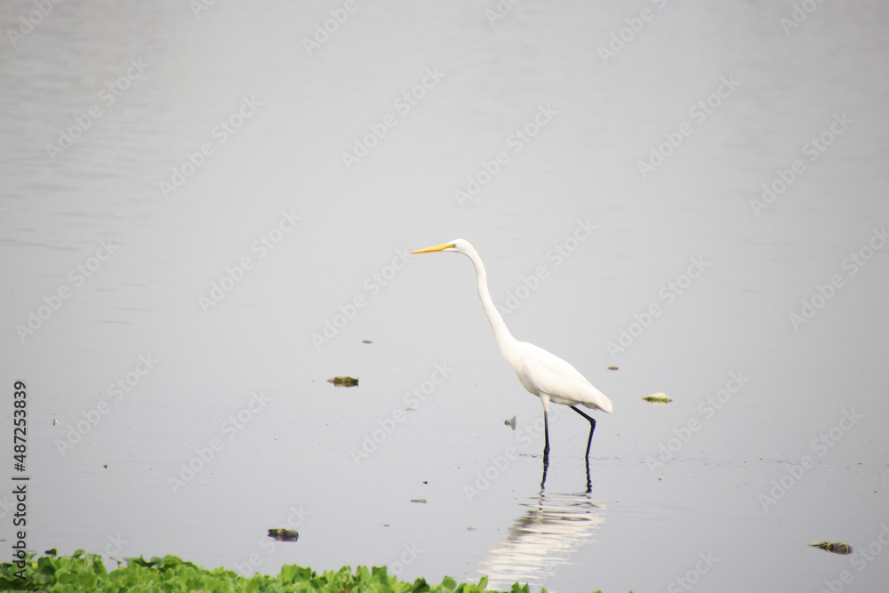 Obraz premium In the research of insects on the green grass on the banks of heron pond 