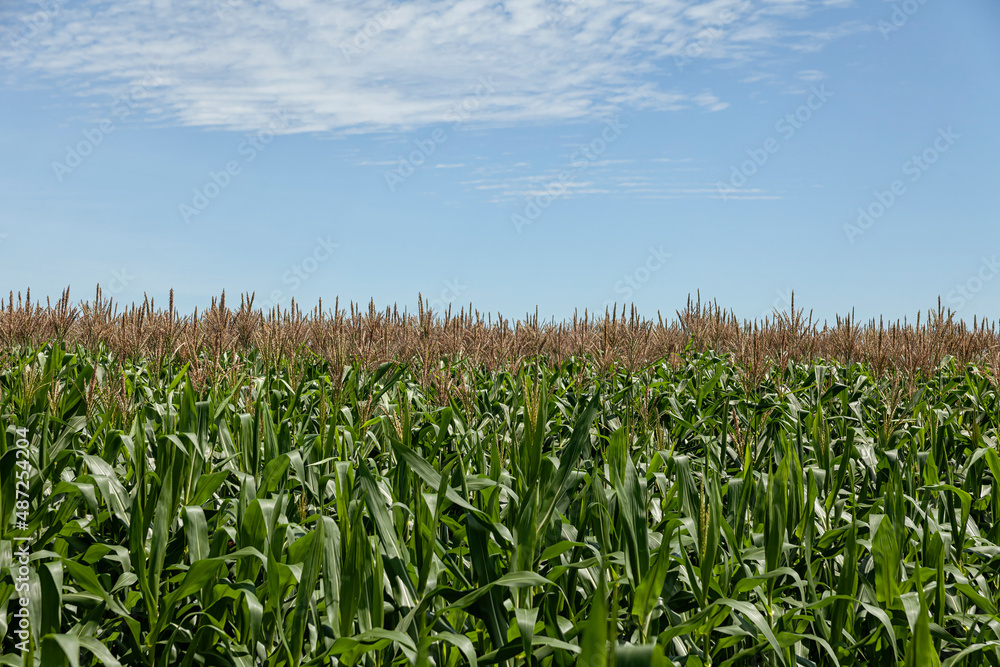 corn field and sky corn field and sky