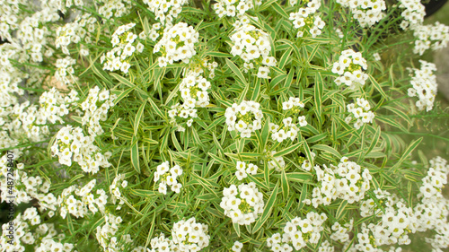 庭に咲くアリッサム（ニワナズナ）の花