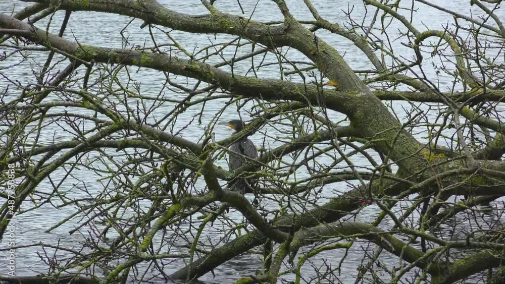 a cormorant sits in the branches of a tree by a lake a cormorant sits in the branches of a tree by a lake