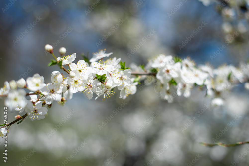 Flowering tree branches against the sky Flowering tree branches against the sky