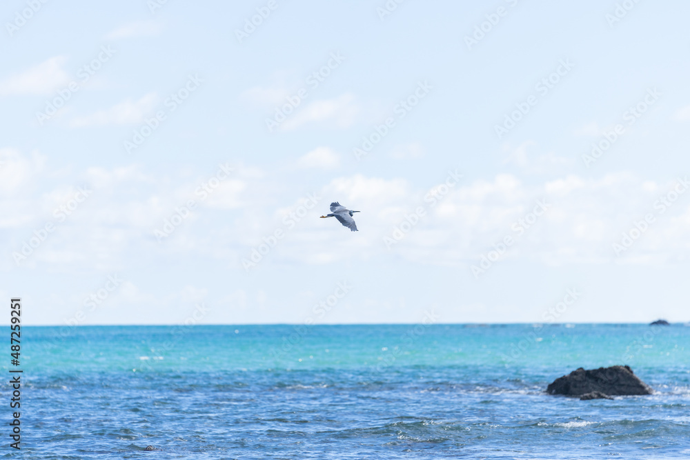 White-faced heron flies over rugged rocky coastline and view to horizon on east coast of Bay Of Plenty, New Zealand at Raukokore White-faced heron flies over rugged rocky coastline and view to horizon on east coast of Bay Of Plenty, New Zealand at Raukokore