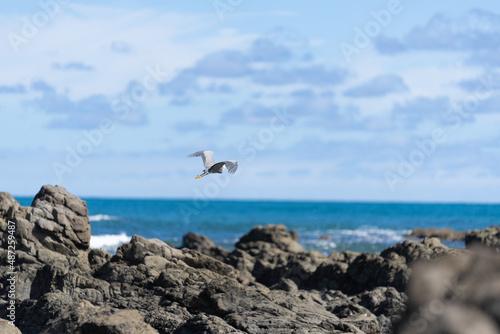 White-faced heron flies over rugged rocky coastline and view to horizon on east coast of Bay Of Plenty, New Zealand at Raukokore