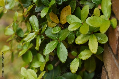 Quercus phillyraeoides (Ubame oak) hedge. Fagaceae evergreen tree. It is used for roadside trees and hedges because it is resistant to diseases and can withstand truncation.  photo