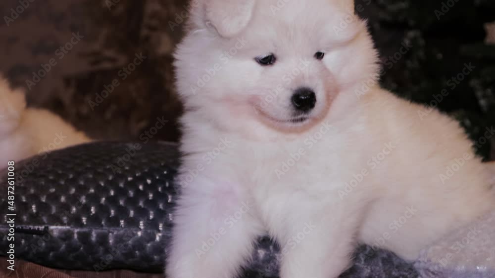 A young white and fluffy puppy of a Samoyed dog on a bed against the backdrop of a Christmas tree. A young white and fluffy puppy of a Samoyed dog on a bed against the backdrop of a Christmas tree.
