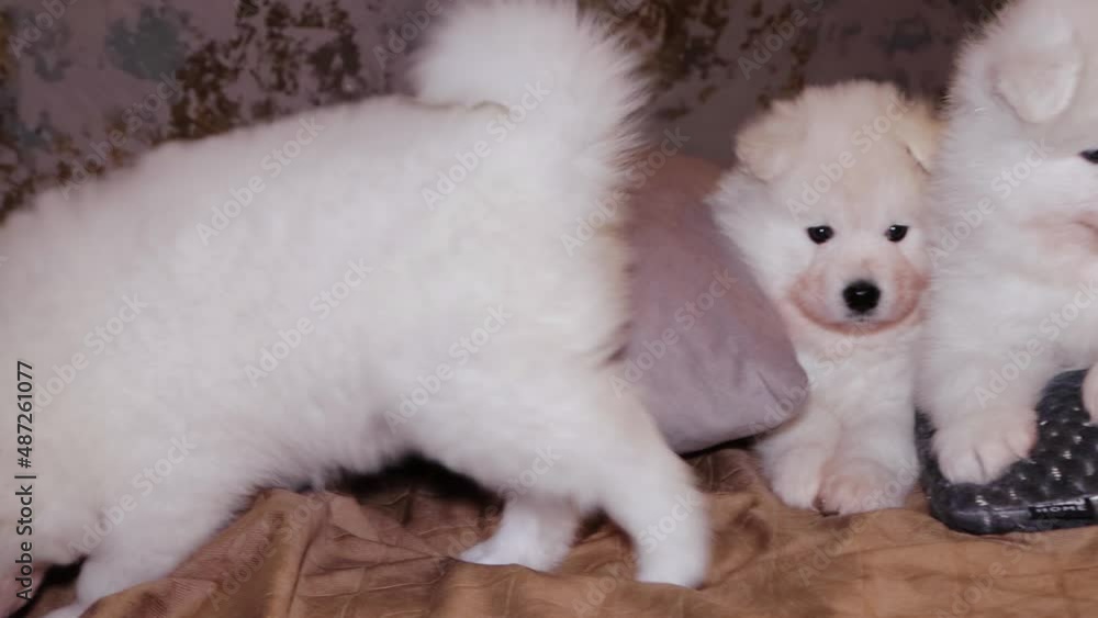 A young white and fluffy puppies of a Samoyed dog on a bed against the backdrop of a Christmas tree. A young white and fluffy puppies of a Samoyed dog on a bed against the backdrop of a Christmas tree.