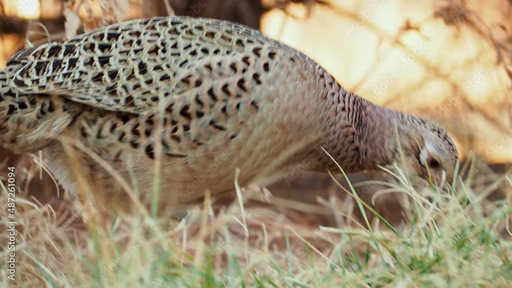 Close up shot of female Ring Necked Pheasant Close up shot of female Ring Necked Pheasant