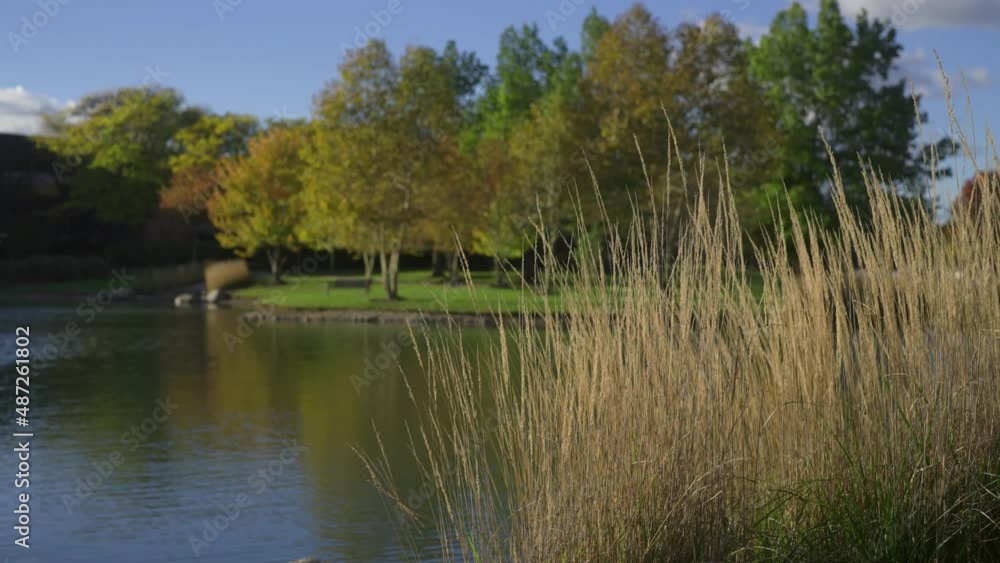 Reed grass flowing in wind near a small clear pond. Reed grass flowing in wind near a small clear pond.