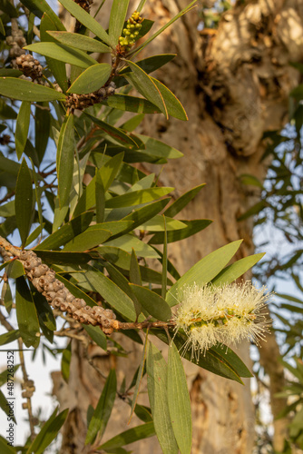 Melaleuca blossom and tree trunk