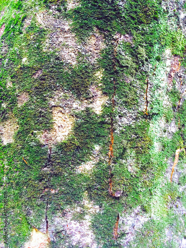 苔むした木の表面（テクスチャー）