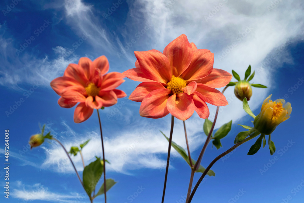 flowers and sky, Dahalia