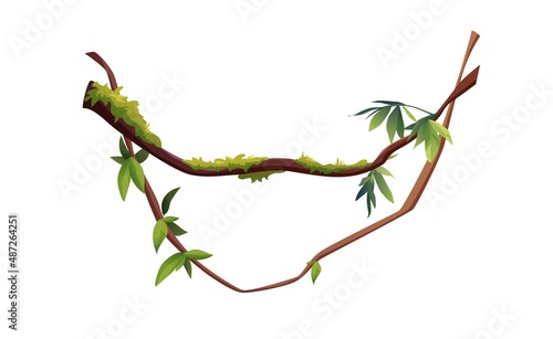 Liana or vine winding branches cartoon vector illustration. Jungle tropical climbing plants.