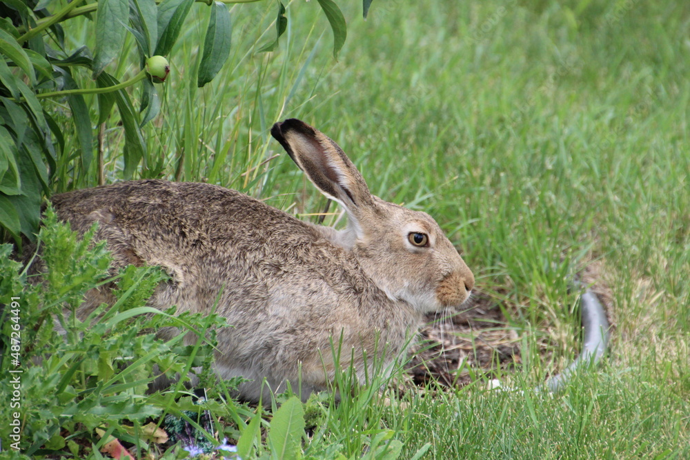 Fototapeta premium rabbit in the flower bed