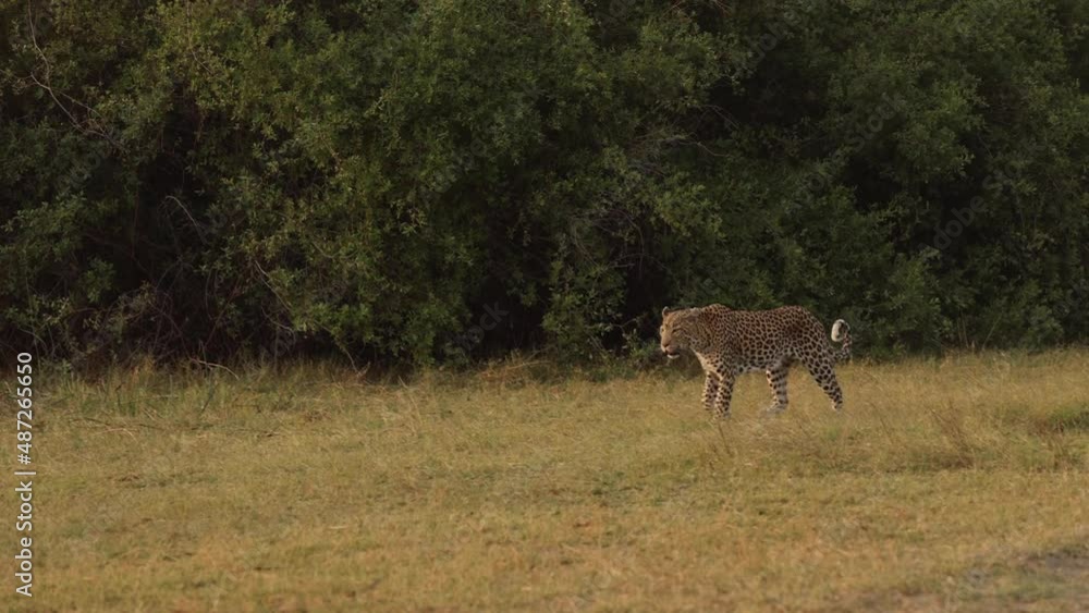 Extreme wide shot of a leopard walking through the wilderness of Khwai, Botswana. Extreme wide shot of a leopard walking through the wilderness of Khwai, Botswana.