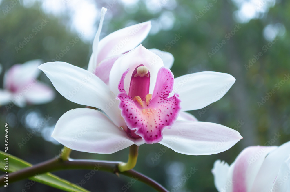 Obraz premium Beautiful purple orchid flowers closeup. dendrobium orchid.