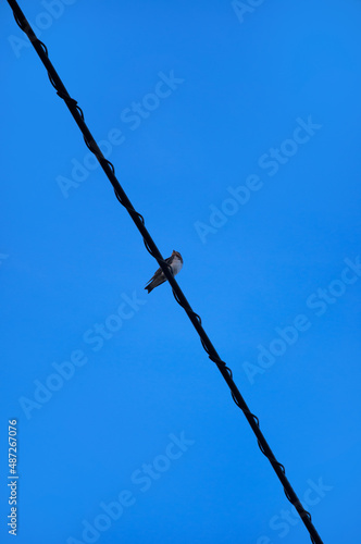 電線に止まる１羽のツバメ
