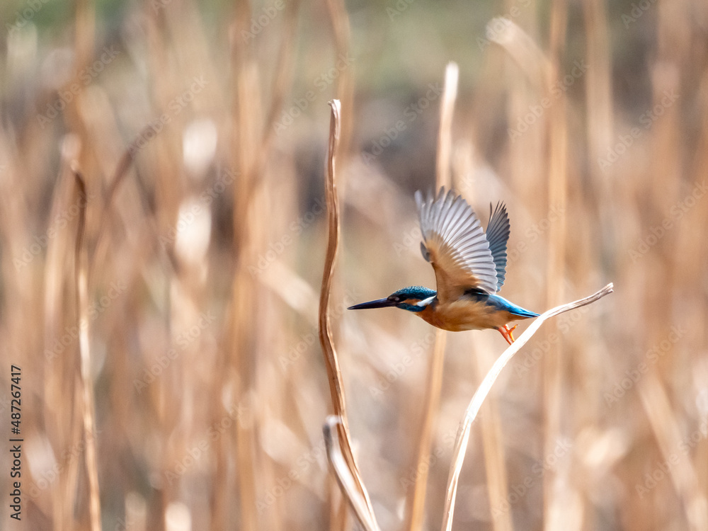 Obraz premium 初春のカワセミの羽ばたき