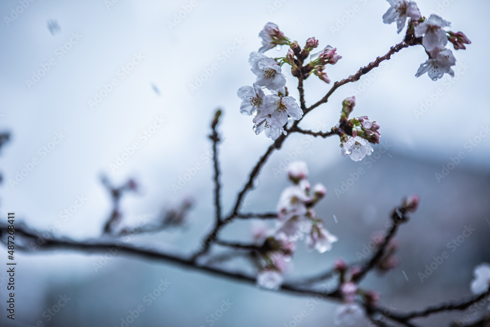 桜と雪 桜と雪