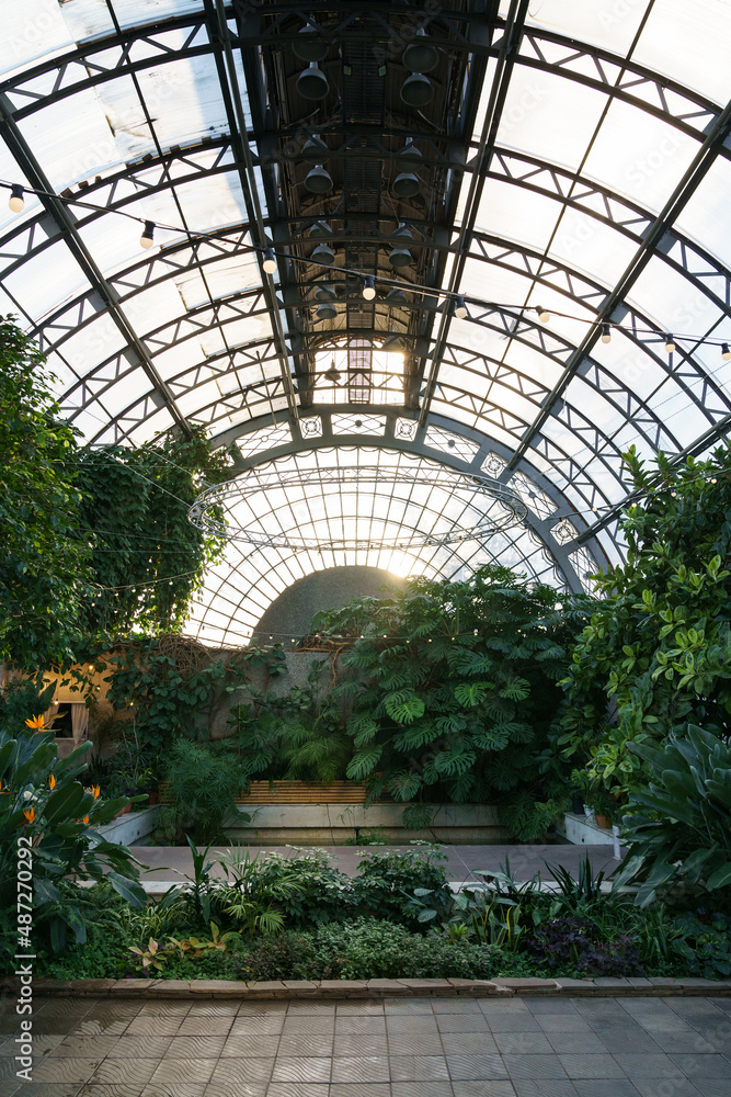Winter garden orangery interior with evergreen tropical plants and