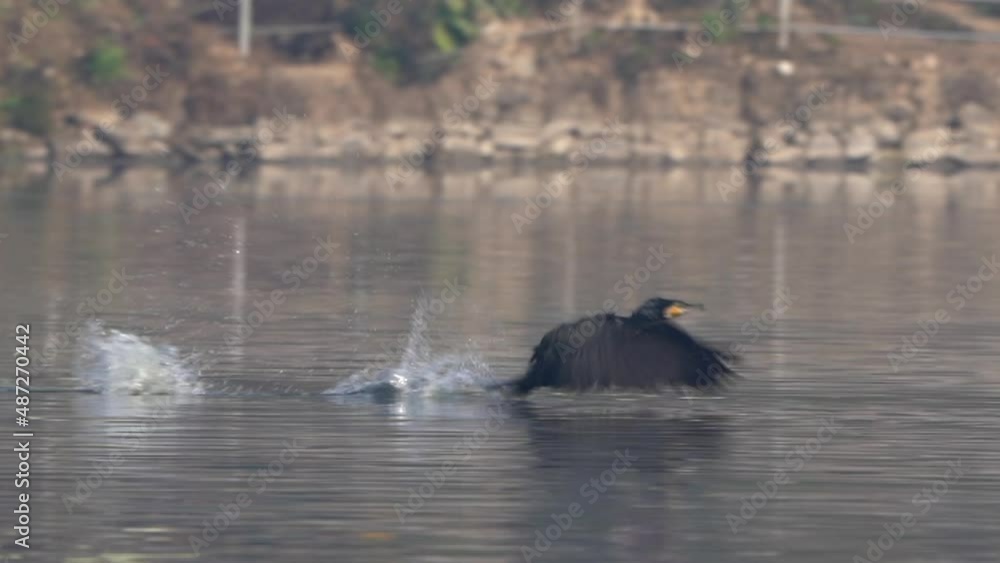 A cormorant taking flight from a lake in the morning light. A cormorant taking flight from a lake in the morning light.