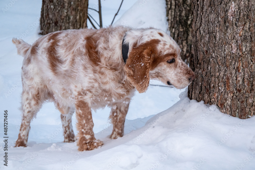 An adorable white-red Russian Spaniel dogs sitting at a dog show in a stadium. The dogs is looking at the owner. Hunting dog. Selective focus.