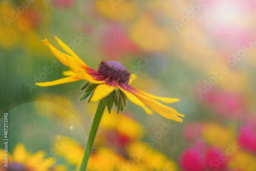 Creative textured floral background. Field of yellow and pink daisy flowers, lens flare, vibrant color