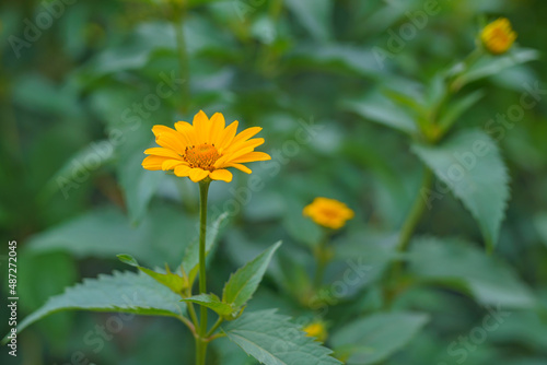 Floral Summer background of yellow daisy flowers and green leaves close-up in the garden.