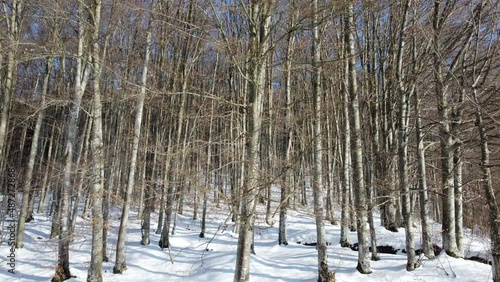 Wallpaper Mural video with a drone over a beech forest in winter Torontodigital.ca