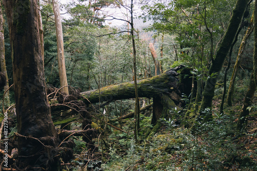 Landscape in Yakushima ,Japanese natural heritage.