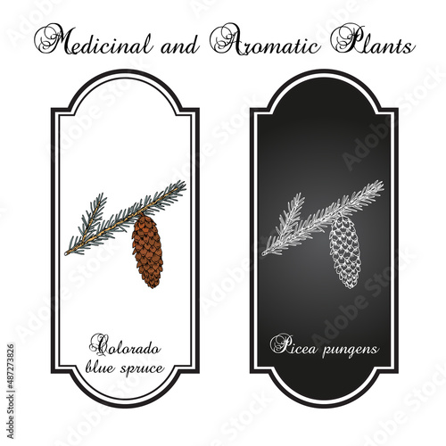 Blue spruce Picea pungens , state tree of Colorado. Hand drawn botanical vector illustration