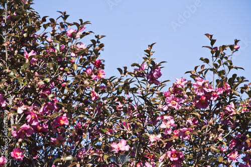 山茶花