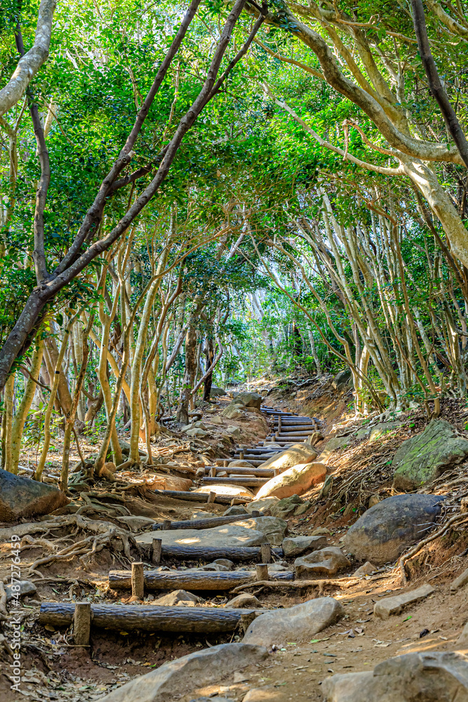 冬のトトロの森　芥屋の大門公園　福岡県糸島市　Totoro's Forest in Winter. Keyanooto Park. Fukuoka-ken Itoshima city