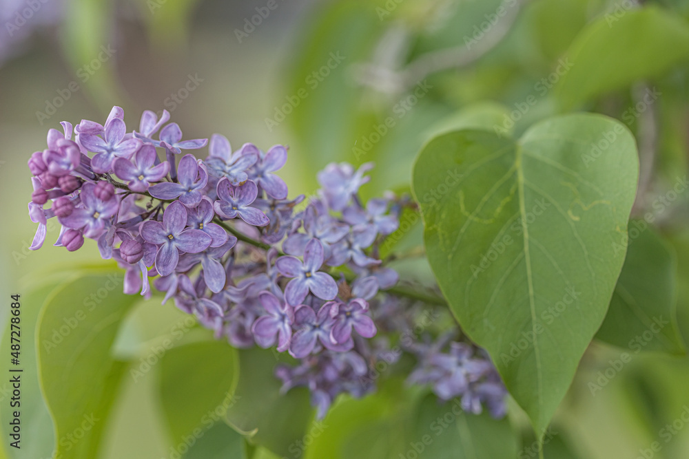 A branch of lilac on a background of green leaves. Spring. Close up of purple Syringa vulgaris 'Andenken an Ludwig Spath Souvenir de Louis Spaeth, flowering on large shrub. Green natural background. A branch of lilac on a background of green leaves. Spring. Close up of purple Syringa vulgaris 'Andenken an Ludwig Spath Souvenir de Louis Spaeth, flowering on large shrub. Green natural background.