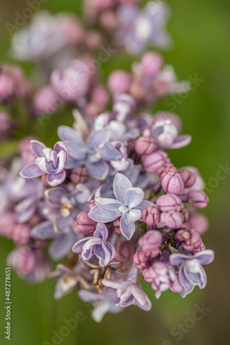 A branch of lilac on a background of green leaves. Spring. Close up of purple Syringa vulgaris  Andenken an Ludwig Spath Souvenir de Louis Spaeth  flowering on large shrub. Green natural background.