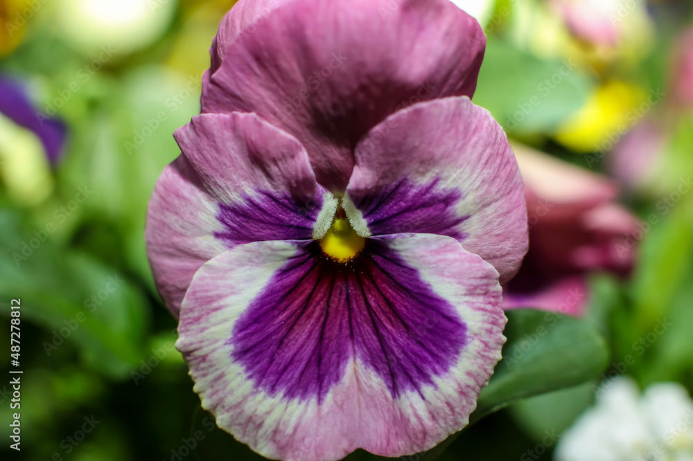 A light and deep lavender Horned Pansy ; frontal  view ; close up