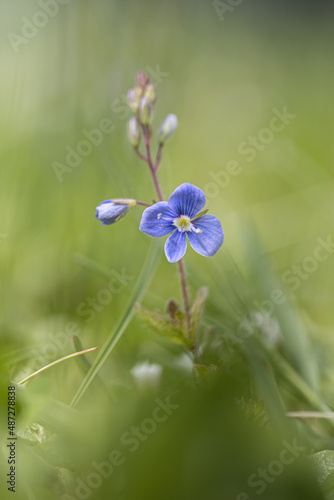 Veronica chamaedrys, the germander speedwell, bird's-eye speedwell, or cat's eyes is a herbaceous perennial species of flowering plant in the family Plantaginaceae.