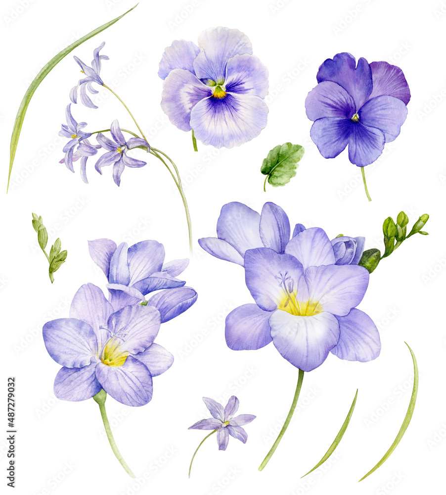 A set with beautiful purple and lilac flowers twigs. Watercolor illustration of delicate freesia flowers, pansies and green branches and leaves.