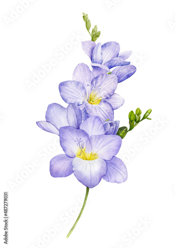 A sprig of purple freesia. Watercolor illustration of a delicate flower.