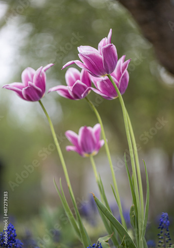 Lovely pink and white flower tulip blossom in the garden. Beautiful,purple and bright tulipa with green natural background. 