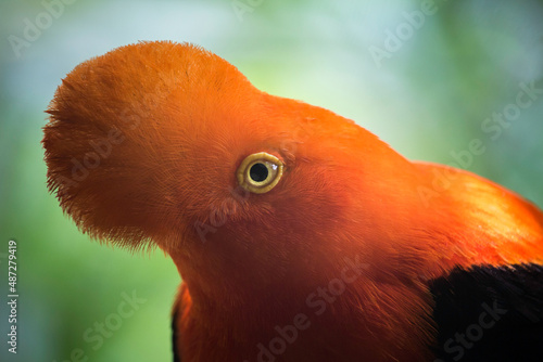 closeup cock of the rock, gallito de las rocas  photo