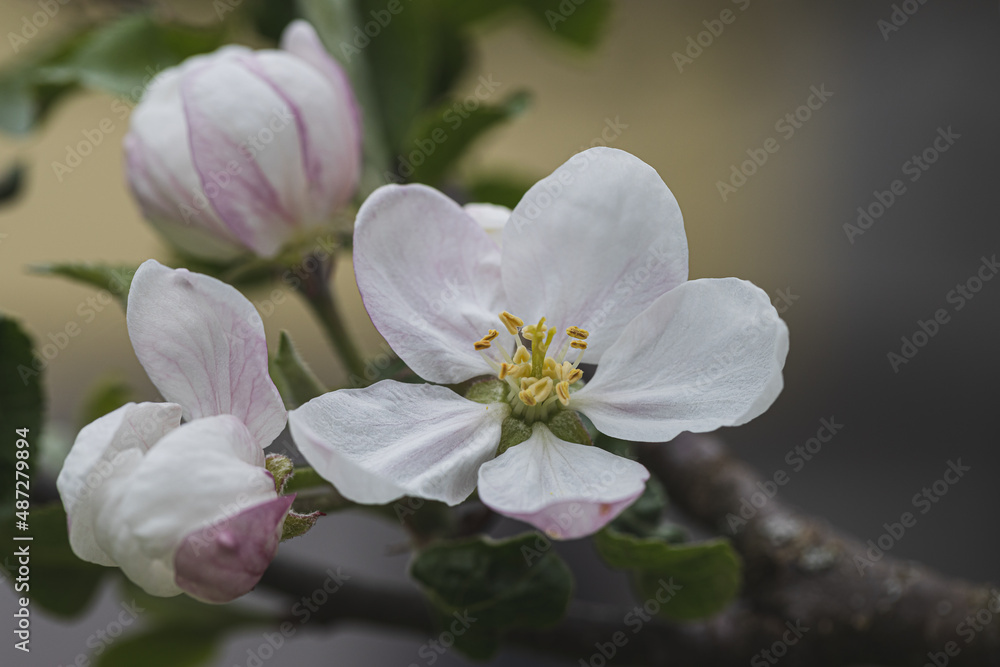 Blossom blooming on trees in springtime. Apple tree flowers blooming. Blossoming apple tree flowers with green leaves. Spring tree blossom flowers with green leaves. lovely detail of tree blooming. Blossom blooming on trees in springtime. Apple tree flowers blooming. Blossoming apple tree flowers with green leaves. Spring tree blossom flowers with green leaves. lovely detail of tree blooming.