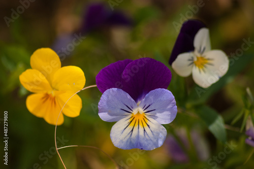 A close-up shot of a pansy violet in the blurry background.viola photo