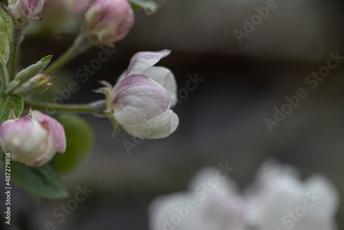 Blossom blooming on trees in springtime. Apple tree flowers blooming. Blossoming apple tree flowers with green leaves. Spring tree blossom flowers with green leaves. lovely detail of tree blooming.