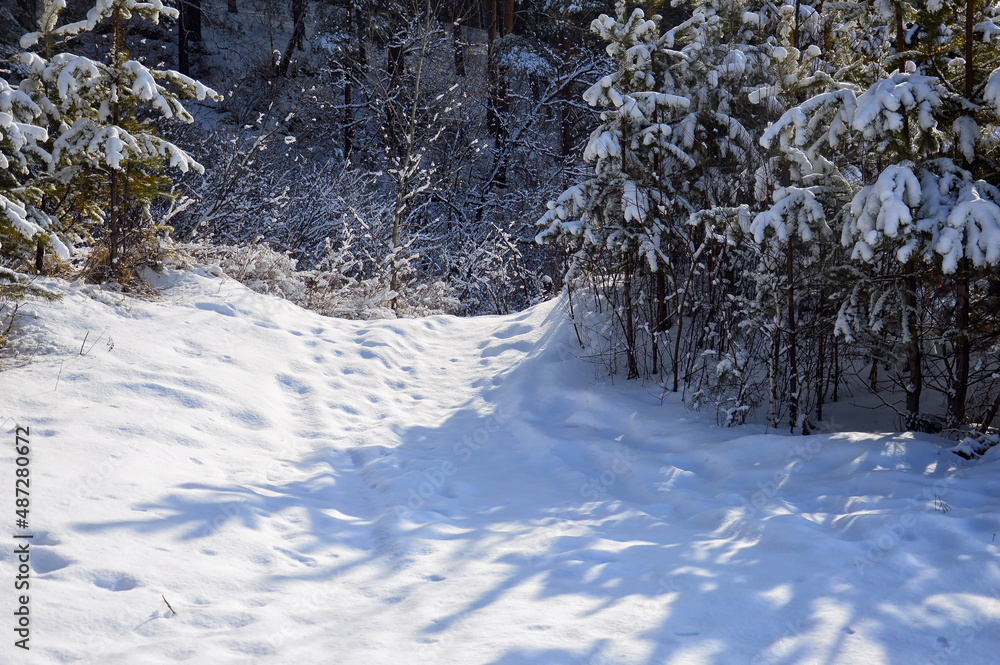 Fototapeta premium Winter forest landscape. A path in a snow-covered pine forest. A walk on a sunny bright day.