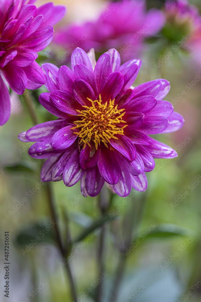Selective focus of purple pink flower in the garden, Dahlia family Asteraceae, It is species of the genus and is widely cultivated, Nature floral background. Isolated single pink flower. Detail macro Selective focus of purple pink flower in the garden, Dahlia family Asteraceae, It is species of the genus and is widely cultivated, Nature floral background. Isolated single pink flower. Detail macro
