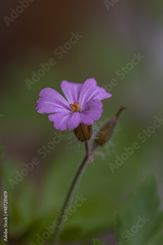 Lonely pink flower of the wild perennial plant Geranium endressii isolated in a spring garden with blurred dark green background